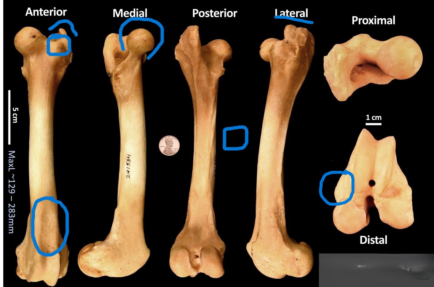 <ul><li><p>‘thumbprint’-like depression at distal end</p></li><li><p>lump between ball and greater trochanter</p></li><li><p>distinct ball in proximal articulation</p></li><li><p>square-ish cross-section</p></li><li><p>low-ish, flat topped trochanter </p></li><li><p>clear projection in distal articulation</p></li></ul><p></p><p>pig femur</p><p></p>