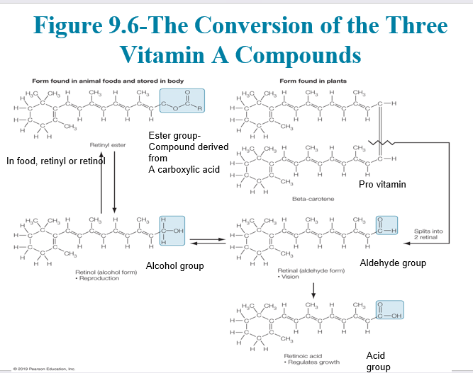 <ul><li><p><span>A family of fat-soluble retinoids (retinol, retinal, retinoic acid)</span></p></li><li><p><span>Retinol is the most usable to the body</span></p></li><li><p><span style="font-family: "Arial (Body)";">Preformed vitamin A (retinol or retinyl ester) is found primarily in animal foods.</span></p></li><li><p><span style="font-family: "Arial (Body)";">Body stores vitamin A as a retinyl ester in the liver</span></p></li><li><p><span style="font-family: "Arial (Body)";">Some plants contain </span><span>provitamin A carotenoids</span><span style="font-family: "Arial (Body)";">, which are precursors to retinol in your body</span></p><ul><li><p><span style="font-family: "Arial (Body)";">Beta-carotene is split into two molecules of retinal</span></p></li><li><p><span style="font-family: "Arial (Body)";">Carotenoids:</span></p><ul><li><p><span style="font-family: "Arial (Body)";">beta-carotene</span></p></li><li><p><span>beta-cryptoxanthin</span></p></li><li><p><span>alpha-carotene</span></p></li></ul></li></ul></li></ul><p></p>
