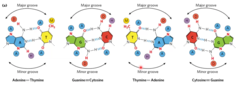 <p>The major groove provides more sequence-specific information.</p>
