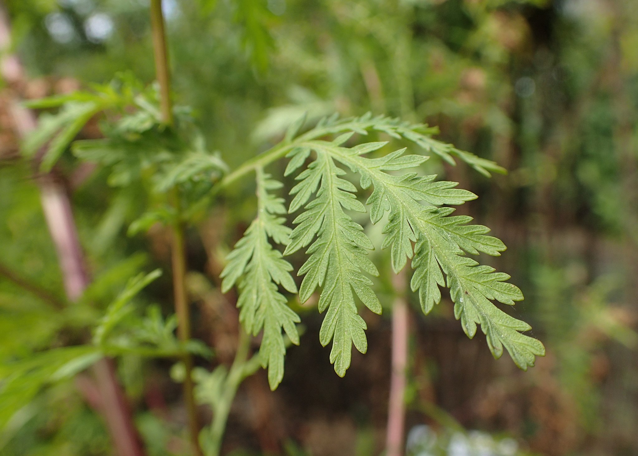 <p><strong>Common Name</strong>: Sweet wormwood, sweet annie</p><p><strong>Parts Used</strong>: Leaves and aerial parts; whole herb</p><p><strong>Use/s</strong>: <strong>Malaria</strong>; anti-cancer, antiviral, antiparasitic, anti-inflammatory</p><p><strong>Major Metabolites</strong>: Artemisinin (sesquiterpenes)</p>