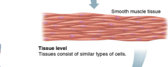 <p><span style="background-color: transparent;">groups of similar cells, which work together toward a specific function (they also have a common embryological origin) examples include blood, muscle, nerves, etc. </span></p><ul><li><p><span style="background-color: transparent;">examples include blood, muscle, nerves, etc.</span></p></li></ul><p></p>
