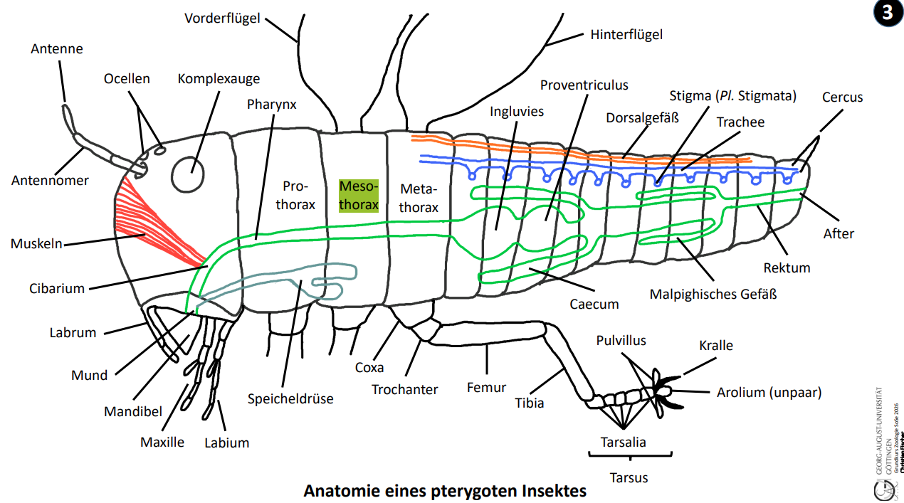 <p>Mesothorax ✅ Metathorax Der Prothorax trägt keine Flügel.</p><p>2/3 Segement</p><p></p>