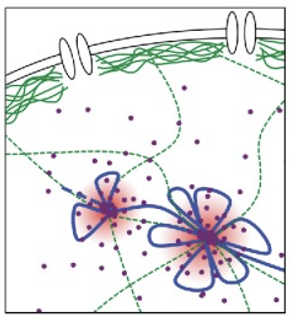 <ol><li><p>Clustering - the lamin network allows polycomb proteins to aggregate into localized PcG bodies within the nucleus</p></li><li><p>Spatial organization - target gene loci are physically sequestered into these hubs</p></li><li><p>Functional outcome - these dense chromatin interactions maintain a stable OFF state, ensuring developmental genes remain repressed until specifically needed</p></li></ol><p></p>