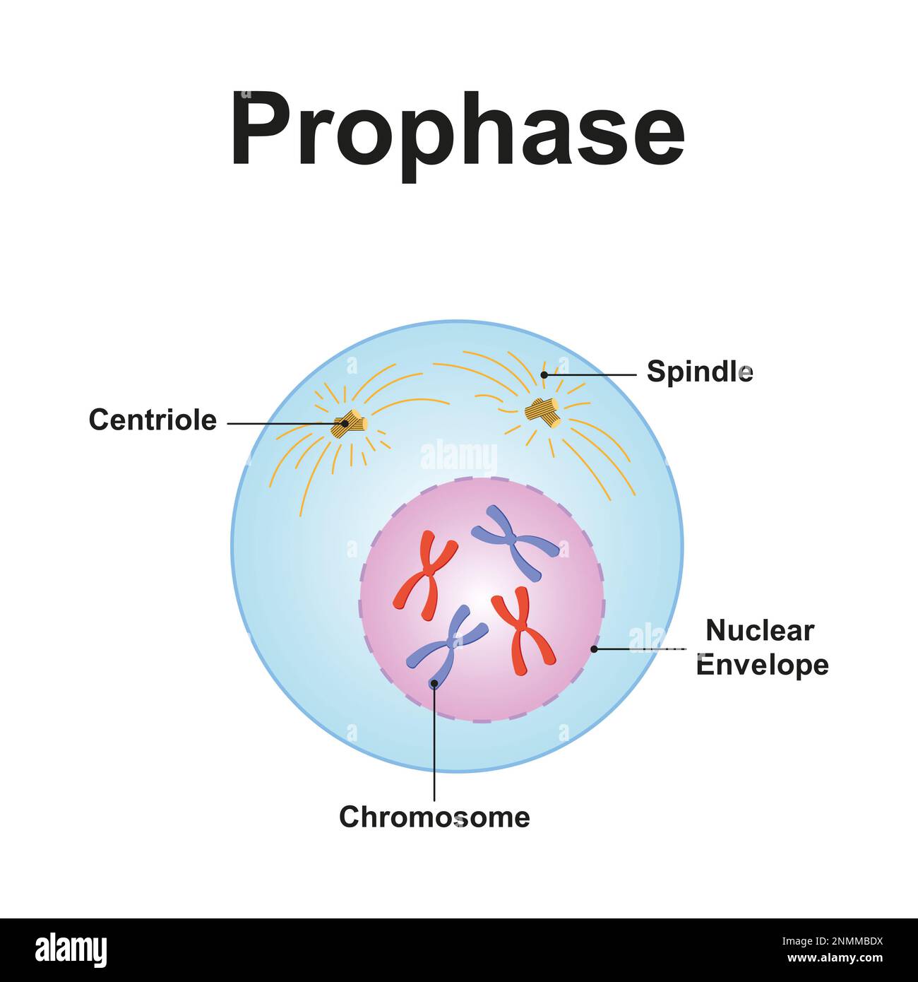<p>Prophase: ___ ___ and become ___, and appear as __ ___ ___ held together at the ___. ___ is ___; ___ and ___ are ___; ___ ___ breaks down; ___ ___ assembles (not in plants). __ ___ move to ___ ___ forming ___ ___ and ___ array of ___ (___) begins to form.</p>