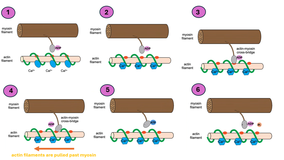 <p>-a nerve impulse causes the release of calcium ions from the sarcoplasmic reticulum <strong>[1]</strong></p><p>-calcium ions bind to troponin, causing it to change shape<strong> [2]</strong></p><p>-this causes tropomyosin to move aside, exposing the binding sites on actin <strong>[2]</strong></p><p>-myosin head bind to actin, forming actin-myosin cross-bridge <strong>[3]</strong></p><p>-myosin head performs a power stroke (tilts), pulling the actin filaments past myosin and releasing ADP <strong>[4]</strong></p><p>-ATP binds to myosin head, causing it to detach from actin<strong> [5] </strong>[break actin-myosin cross-bridge]</p><p>-ATP is hydrolysed by ATPase to ADP and phosphate, releasing energy <strong>[6]</strong></p><p>-this energy returns the myosin head to its original position<strong> [6]</strong></p><p>-the myosin head reattaches further along the actin filament</p><p>-The cycle repeats, causing muscle contraction</p>