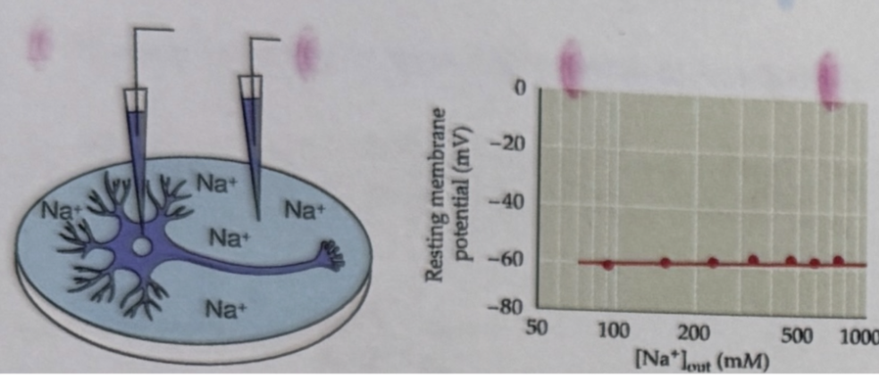<ul><li><p>Record RMP by changing or removing sodium concentration in bath and see how it affects RMP</p><ul><li><p>RMP doesn't or barely changes so  sodium doesn’t really contribute to RMP (or very very little)</p><ul><li><p>This is bc membrane is (essentially) impermeable to sodium at rest and therefore doesn’t really contribute to the resting membrane potential</p></li></ul></li></ul></li></ul><p></p>