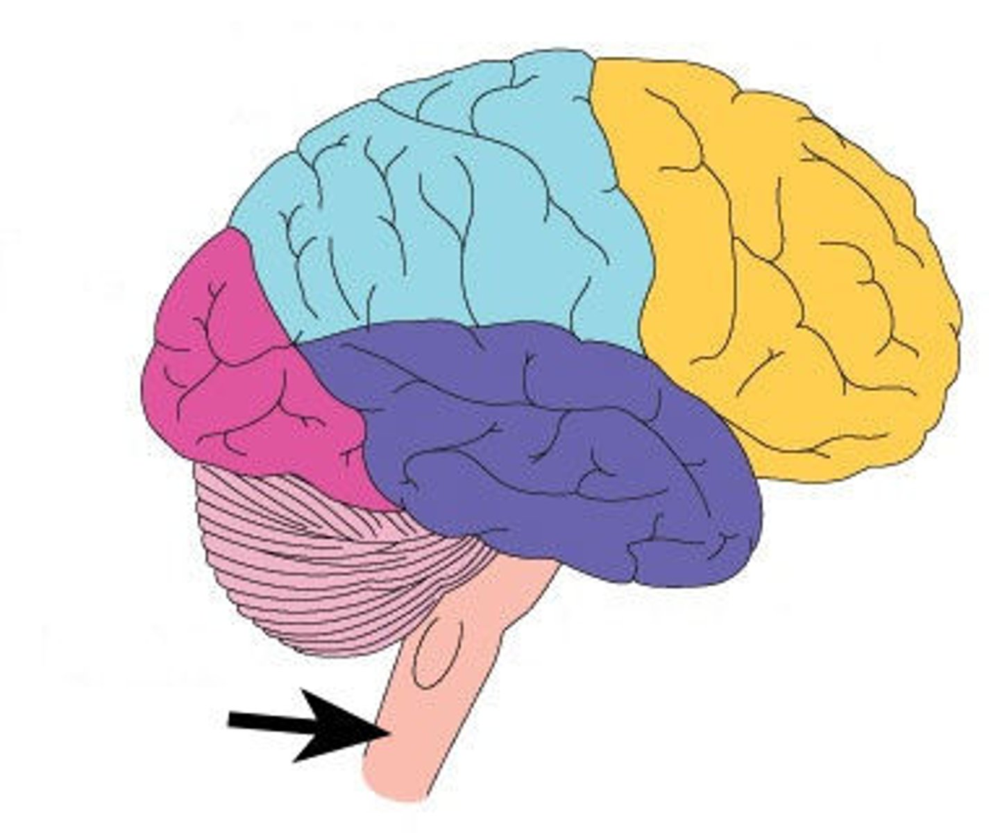 <p>(n) cuống não / thân não</p>