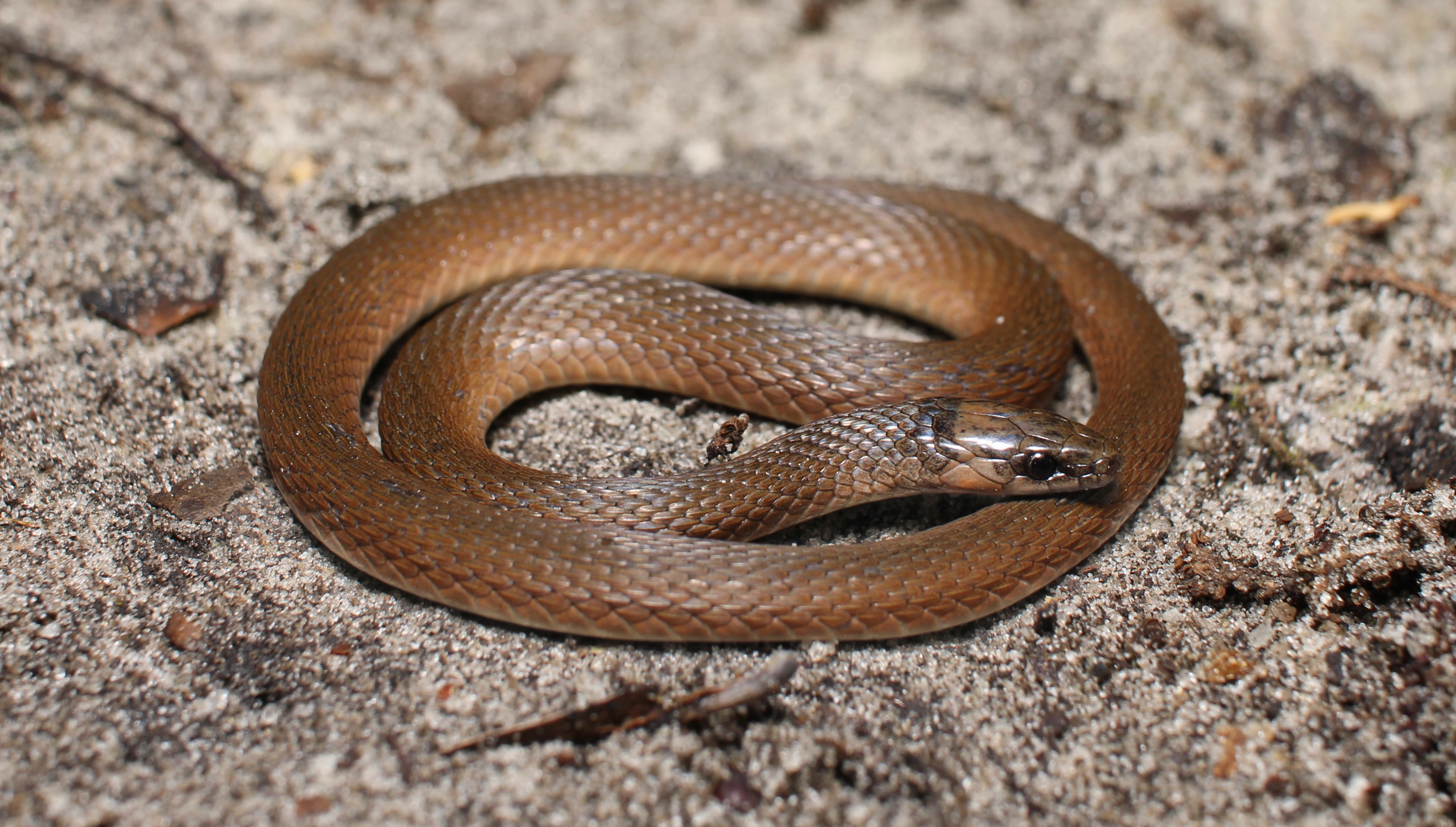 <p>Colubridae. Found in the Ozark plateau. Has 5 upper labial scales</p>