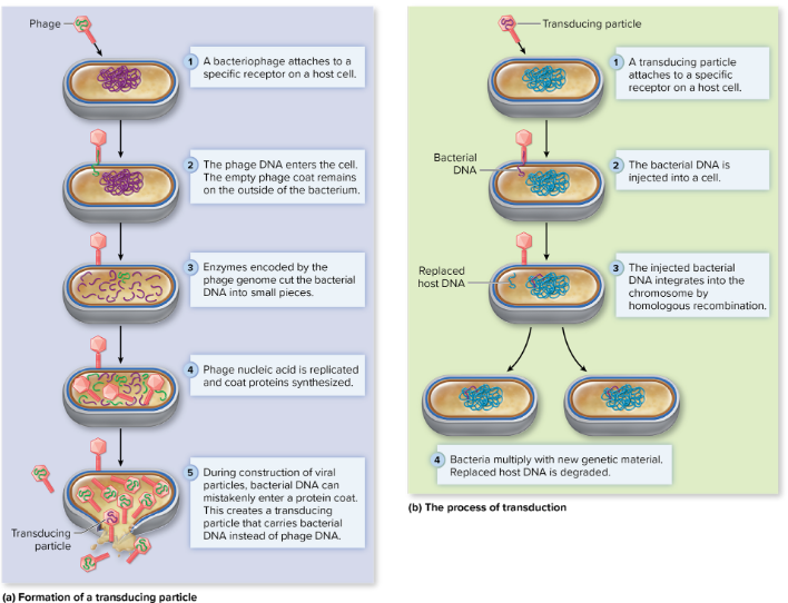 <ol><li><p>a transducing particle attaches to a specific receptor on a host cell </p></li><li><p>the bacterial dna is injected into a cell </p></li><li><p>the injected bacterial dna integrates into the chromosome by homologous recombination </p></li><li><p>bacteria multiply with new genetic material. replaced host dna is degraded </p></li></ol><p></p>