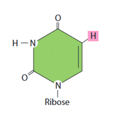 <p>A nitrogenous base in <strong>RNA</strong></p>