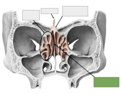 <p>The ethmoid bone: this is the</p>