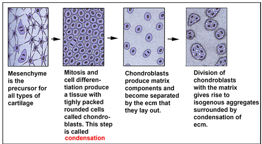 <p>1) Mesenchyme is the precursor for all types of cartilage</p><p>2) Mitosis and cell differentiation produce a tissue with tightly packed rounded cells called chondroblasts. This step is called condensation</p><p>3) Chondroblasts produce matrix components and become separated by the ecm that they lay out.</p><p>4) Division of chondroblasts with the matrix gives rise to isogenous aggregates surrounded by condensation of ecm.</p>