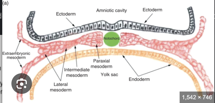 <p>mesodermal fate of each</p><ul><li><p>axial mesoderm</p></li><li><p>paraxial mesoderm</p></li><li><p>intermediate mesoderm</p></li><li><p>lateral plate mesoderm</p></li></ul><p></p>