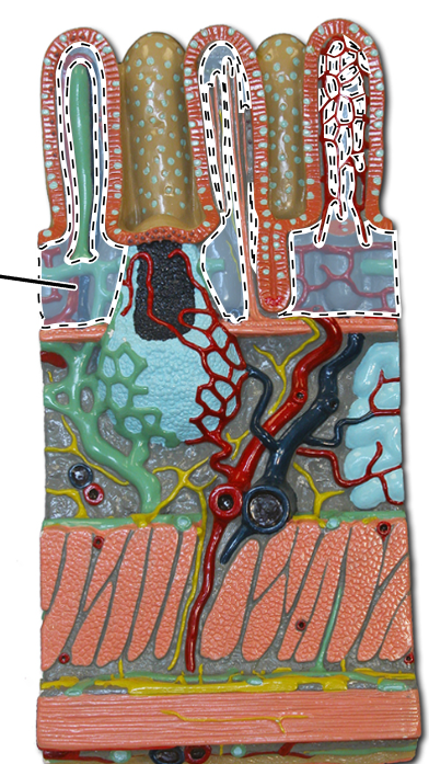 knowt flashcard image