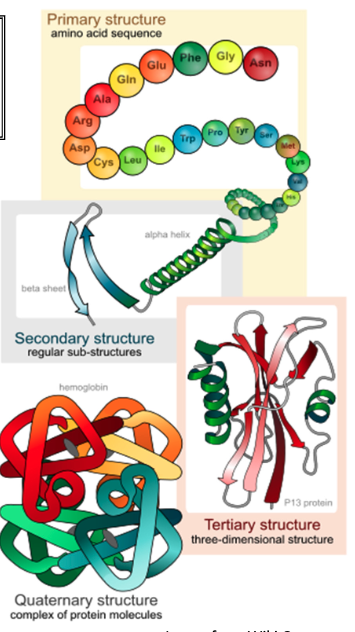 <ul><li><p>corresponds to a combination of 2 or more tertiary structures that are required to make a functional protein</p></li><li><p>individual structures are referred to as “subunits”</p></li><li><p>Forms a multi-subunit complex (i.e.,multiple polypeptides); e.g., insulin, immunoglobulins</p></li><li><p>Not all proteins need a quaternary structure to be biologically active, but some do</p></li></ul><p></p>