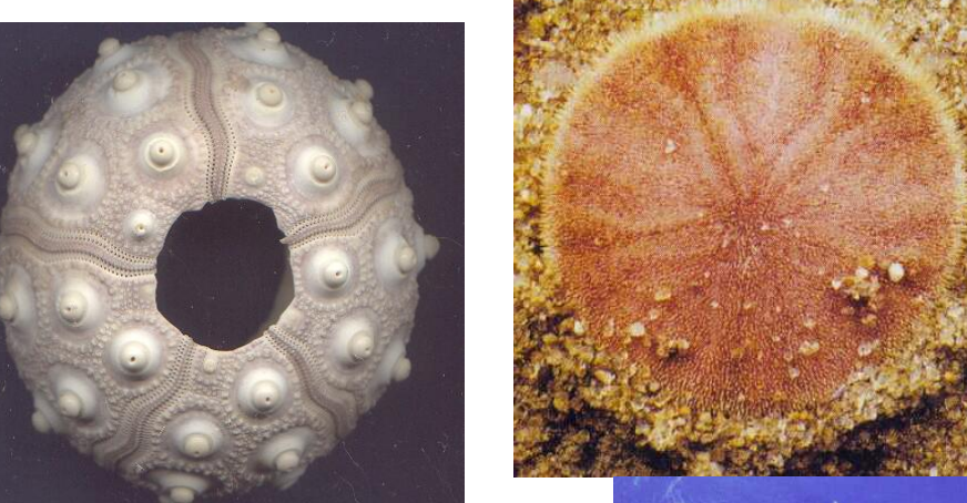 <p>Skeleton: Test</p><p>Thecal plates strongly sutured</p><p>Spiny</p><p>Ordovician - Recent (485-0 Ma)</p><p>Regular or Irregular body plans</p>
