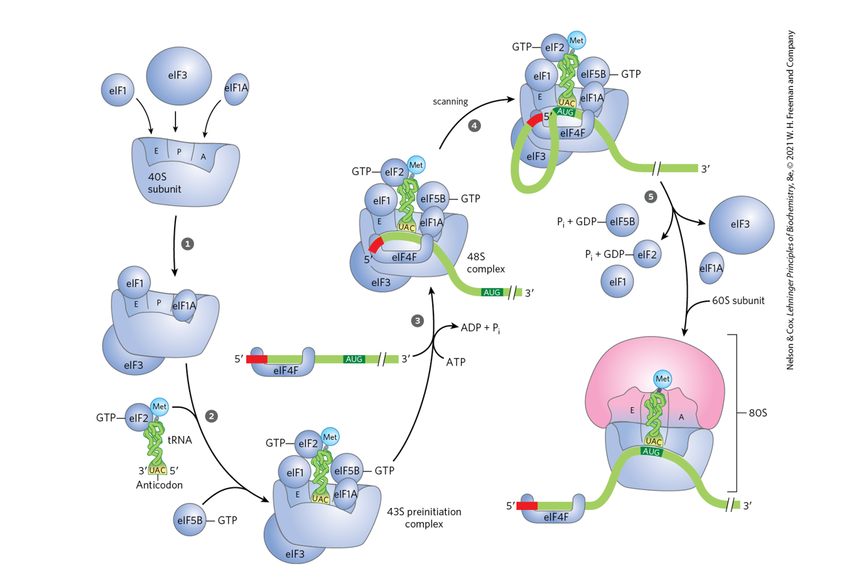 <p>Compare the initiation of translation in prokaryotes and eukaryotes (pp. 1029 -</p><p>1030, and Figs. 27-26 and 27-27, p. 1030).</p><p></p>