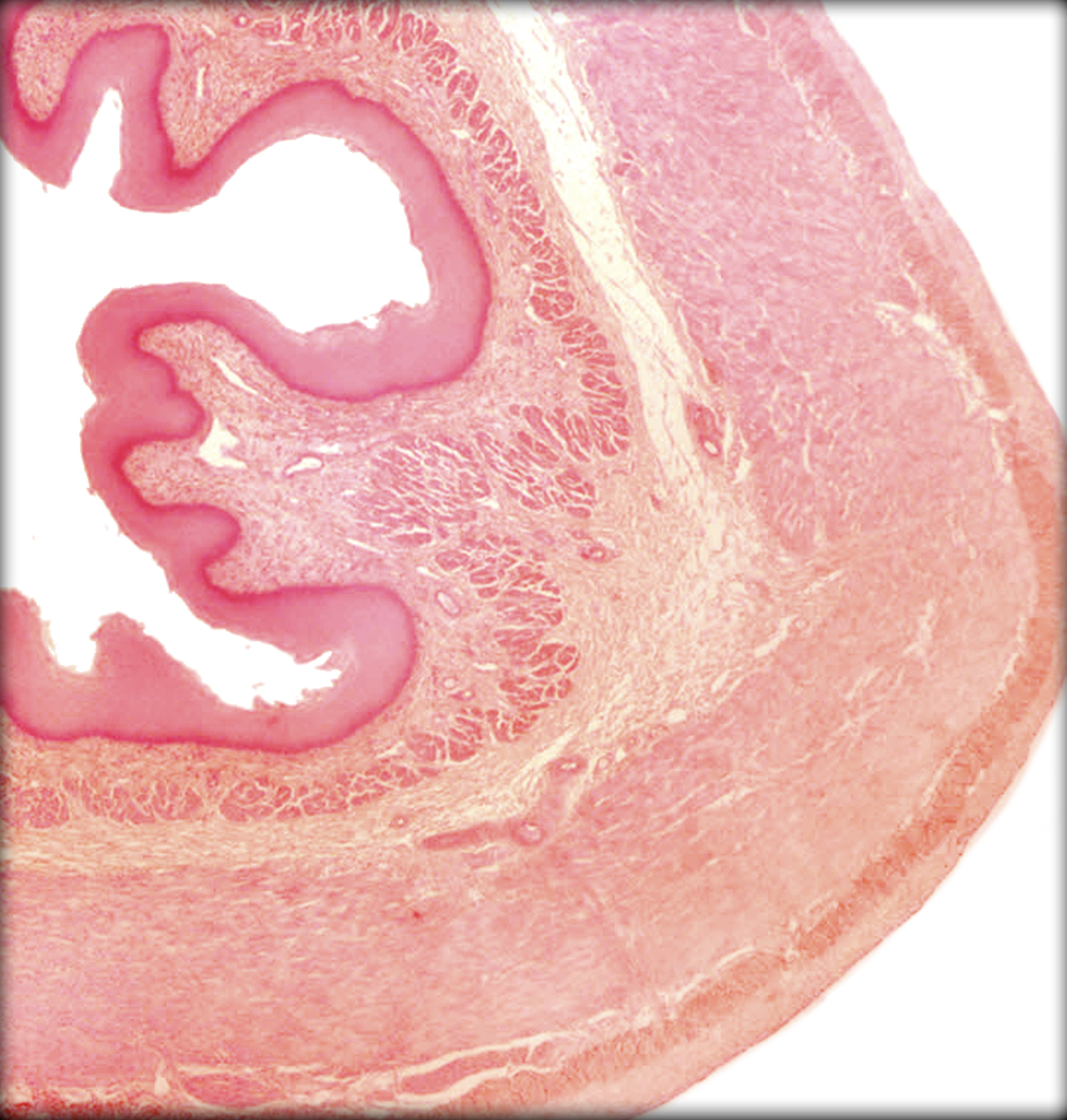 <p>What organ is this?</p>