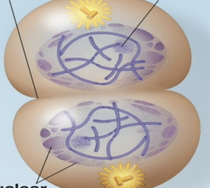 <ul><li><p>Chromosomes <strong>become thin</strong>/decondenses to <strong><u>chromatin</u></strong></p></li><li><p><span style="background-color: transparent;"><strong><u>Mitotic spindle fibers </u>break down</strong></span></p></li><li><p>Nucleoli <strong>appear</strong></p></li><li><p>Nuclear envelope forms <span data-name="love_letter" data-type="emoji">💌</span><span data-name="heart" data-type="emoji">❤</span></p></li></ul><p></p>