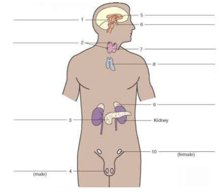 <p>Identity organ labeled #9. </p>