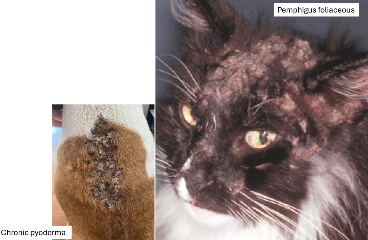 <ul><li><p><strong>secondary lesion</strong></p></li><li><p>desiccated <strong>keratin</strong> with <strong>serum</strong>, blood, cellular debris, and <strong>inflammatory cells</strong></p></li><li><p>seen in many diseases</p></li></ul><p></p>