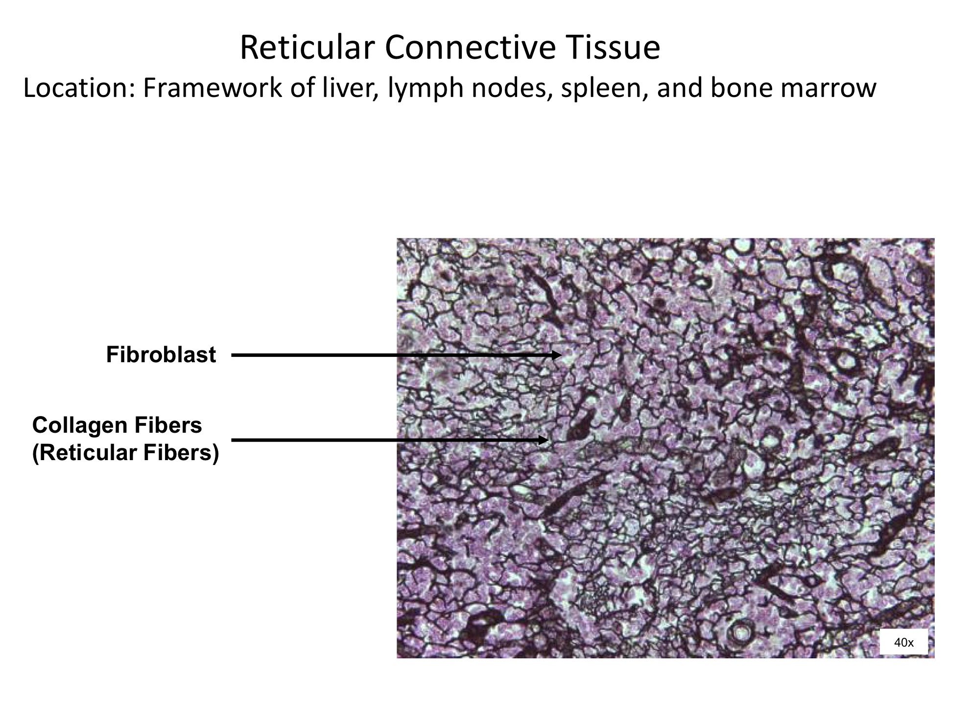 <ol><li><p>Fibroblast </p></li><li><p>Collagen fibers (reticular fibers)</p></li></ol><p></p>