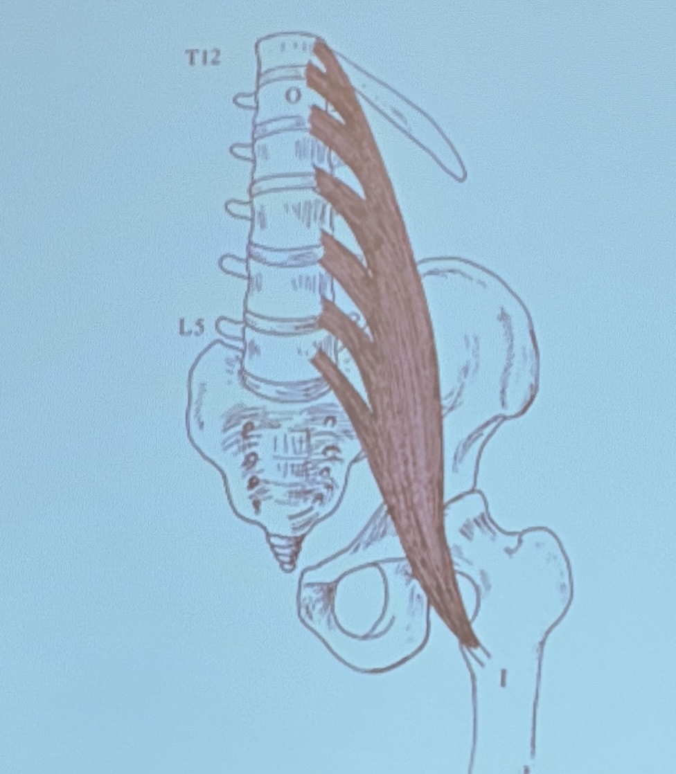 <p>Muscle name?</p>