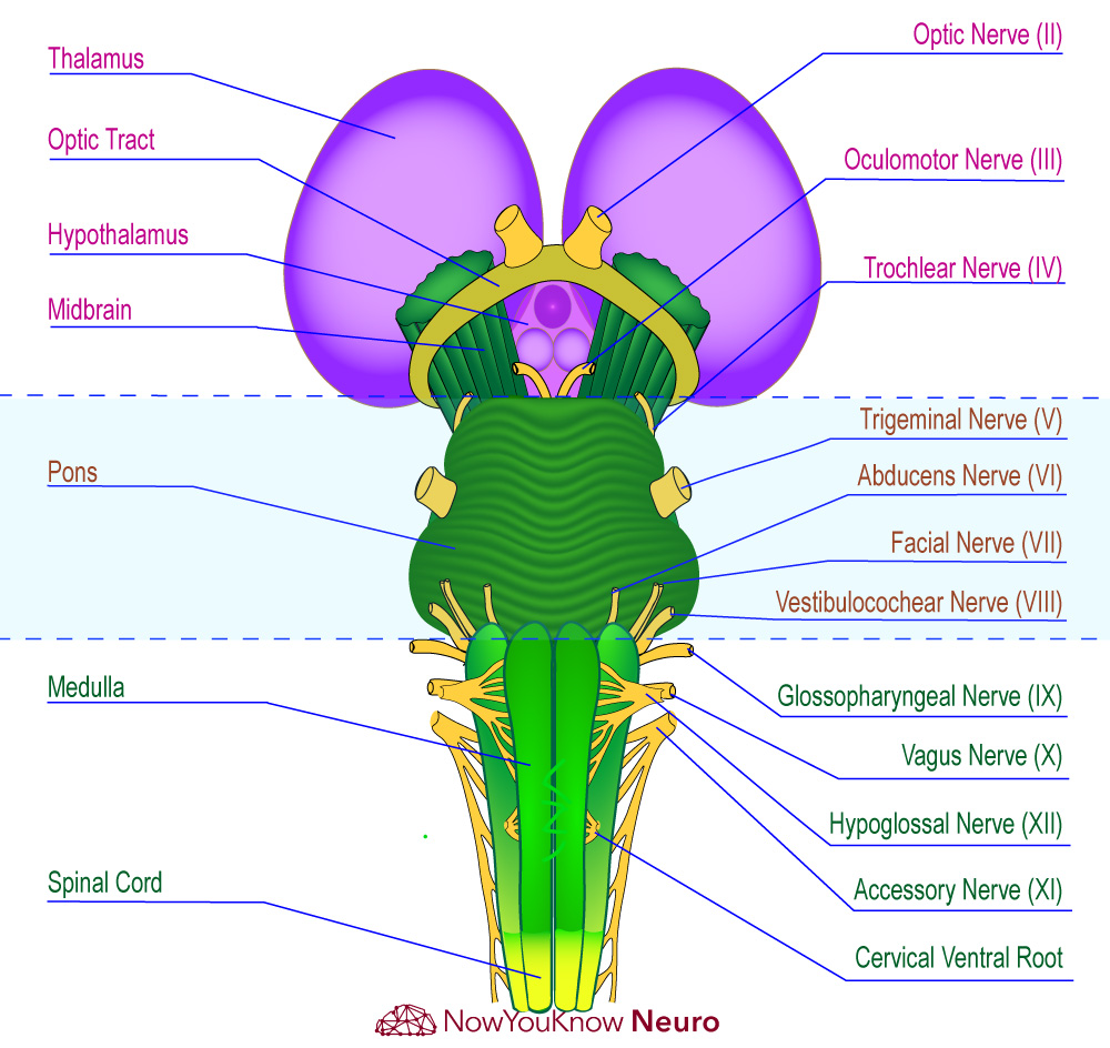 <p>Rostral - Towards the nose</p><p>Caudal - Towards the tail</p><p>Rostral to Caudal:</p><ul><li><p>Midbrain</p></li><li><p>Pons</p></li><li><p>Medulla oblongota</p></li></ul><p></p>