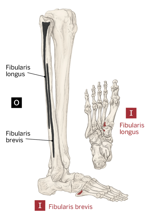<p>tuberosity of 5th metatarsal </p>
