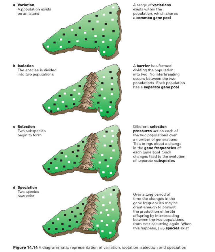 <p><span style="font-family: Arial, sans-serif;">•</span><span style="font-family: "Times New Roman"; line-height: normal; font-size: 7pt;"> </span><span>There is <strong>variation</strong> of characteristics within a species.</span></p><p class="MsoListParagraphCxSpMiddle"><span style="font-family: Arial, sans-serif; color: rgb(223, 255, 208);">•</span><span style="font-family: "Times New Roman"; line-height: normal; font-size: 7pt; color: rgb(223, 255, 208);"> </span><span style="background-color: yellow; color: rgb(223, 255, 208);"><strong><mark data-color="#7cdf85" style="background-color: rgb(124, 223, 133); color: inherit;">Isolated population – no gene flow</mark></strong></span></p><p class="MsoListParagraphCxSpMiddle"><span style="font-family: Arial, sans-serif;">•</span><span style="font-family: "Times New Roman"; line-height: normal; font-size: 7pt;"> </span><span><strong>More offspring </strong>of a species are <strong>produced</strong> than can possibly survive to maturity.</span></p><p class="MsoListParagraphCxSpMiddle"><span style="font-family: Arial, sans-serif;">•</span><span style="font-family: "Times New Roman"; line-height: normal; font-size: 7pt;"> </span><span>Due to excessive birth rate and limited resources, there is a struggle for existence – <strong>competition for survival.</strong></span></p><p class="MsoListParagraphCxSpMiddle"><span style="font-family: Arial, sans-serif;">•</span><span style="font-family: "Times New Roman"; line-height: normal; font-size: 7pt;"> </span><span>Individuals with characteristics best suited to the environment have more chance of surviving and reproducing – <strong>survival of the fittest</strong></span></p><p class="MsoListParagraphCxSpMiddle"><span style="font-family: Arial, sans-serif;">•</span><span style="font-family: "Times New Roman"; line-height: normal; font-size: 7pt;"> </span><span><strong>Favourable characteristics are passed onto </strong>the next generation.</span></p><p class="MsoListParagraphCxSpMiddle"><span style="font-family: Arial, sans-serif;">•</span><span style="font-family: "Times New Roman"; line-height: normal; font-size: 7pt;"> </span><span>In the gene pool, the proportion of alleles that produce favourable characteristics gradually increases –<mark data-color="#ad4b4b" style="background-color: rgb(173, 75, 75); color: inherit;"> </mark></span><span style="background-color: yellow;"><strong><mark data-color="#4bada8" style="background-color: rgb(75, 173, 168); color: inherit;">Significantly different to adjoining population</mark></strong></span></p><p class="MsoListParagraphCxSpLast"><span style="font-family: Arial, sans-serif;"><mark data-color="#4bada8" style="background-color: rgb(75, 173, 168); color: inherit;">•</mark></span><span style="font-family: "Times New Roman"; line-height: normal; font-size: 7pt;"><mark data-color="#4bada8" style="background-color: rgb(75, 173, 168); color: inherit;"> </mark></span><span style="background-color: yellow;"><strong><mark data-color="#4bada8" style="background-color: rgb(75, 173, 168); color: inherit;">Accumulation of enough change so </mark></strong><mark data-color="#4bada8" style="background-color: rgb(75, 173, 168); color: inherit;">Interbreeding no longer able to occur between overlapping/adjoining populations…speciation has occurred</mark></span></p><p class="MsoListParagraphCxSpLast"></p>
