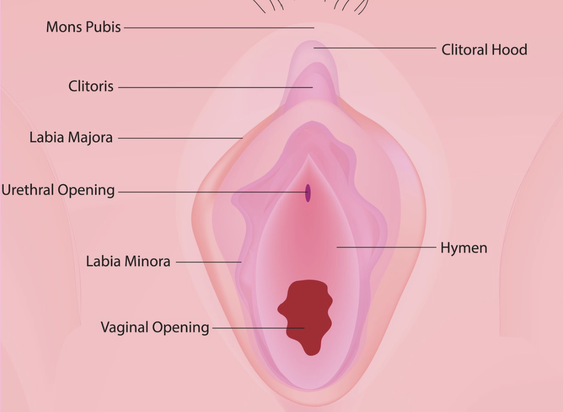 <p>External Accessory Organs - Vulva</p>