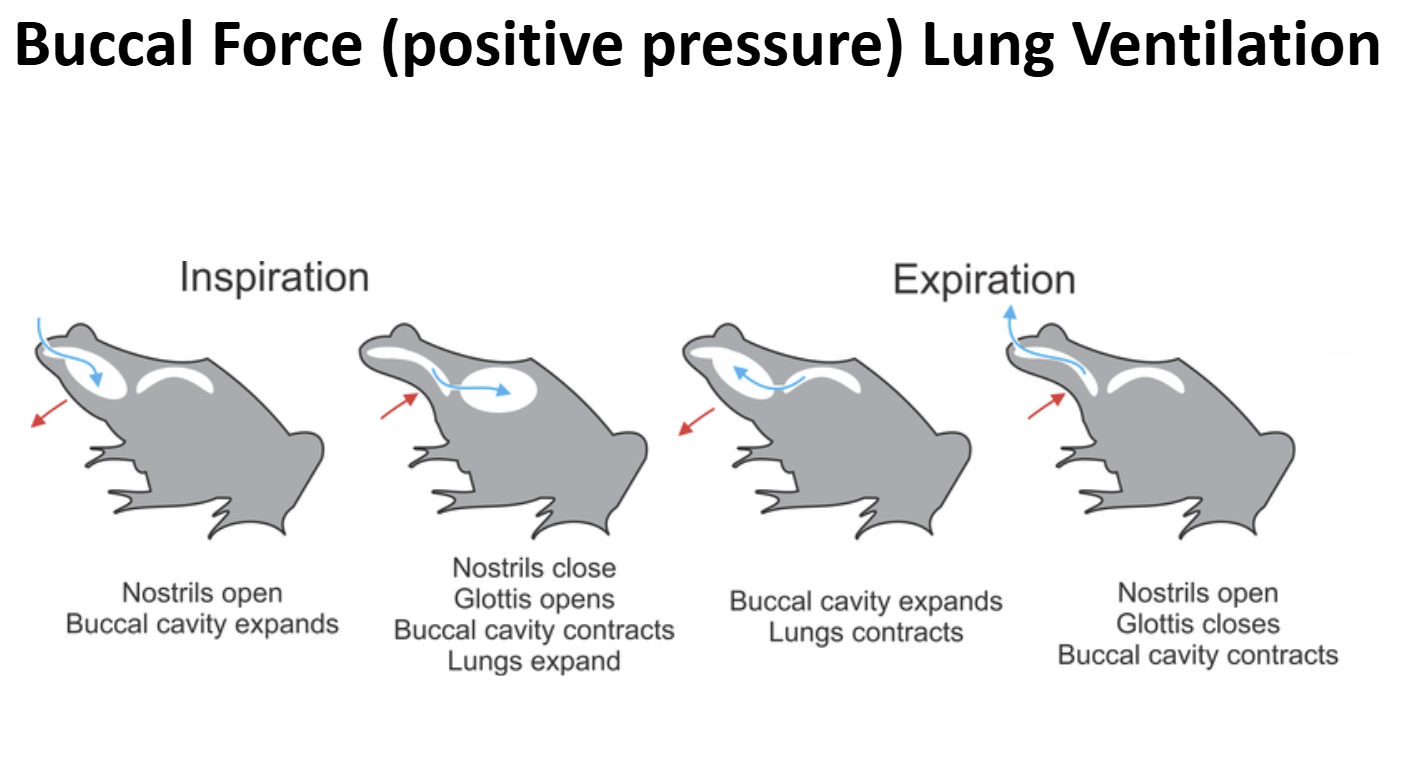 <p>Lung Ventilation in Early Non-Amniote Tetrapods &amp; Extant Lissamphibia Ventilatory Cycle</p>