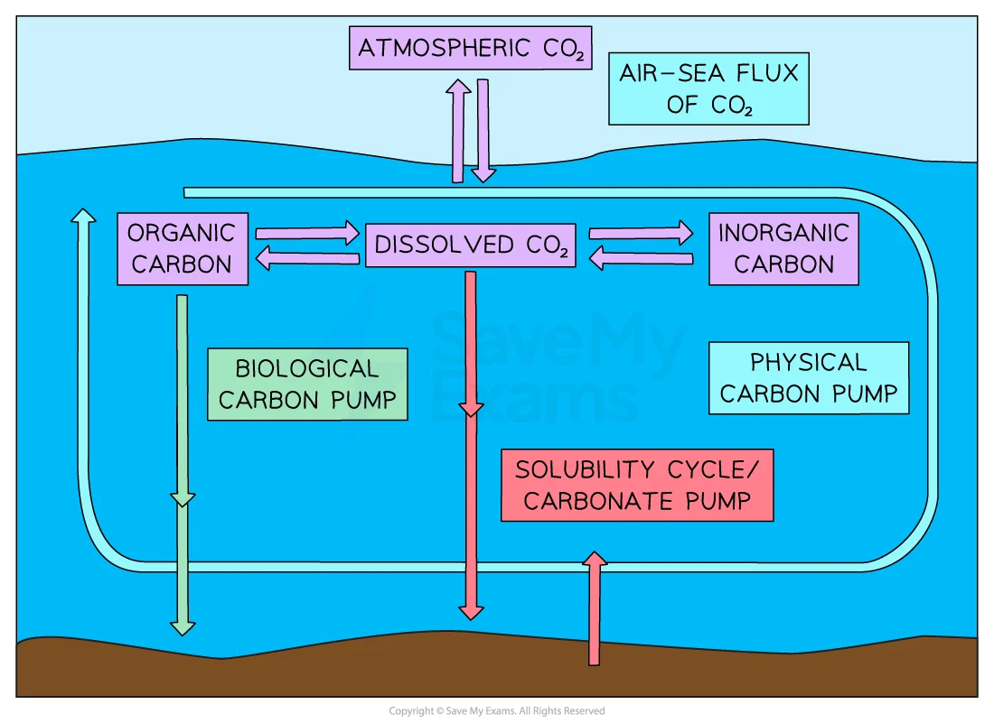 <p>physical pump</p><p>biological pump </p><p>carbonate pump </p>