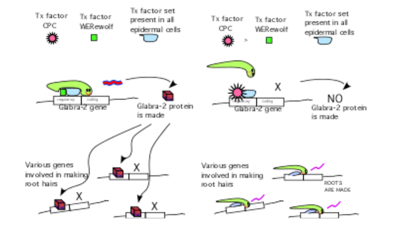 <p>&nbsp;An excessive number of root epidermal cells will form hairs</p>
