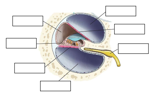 <p>Please label the arrows in the following image (a cross section of Cochlea). </p>
