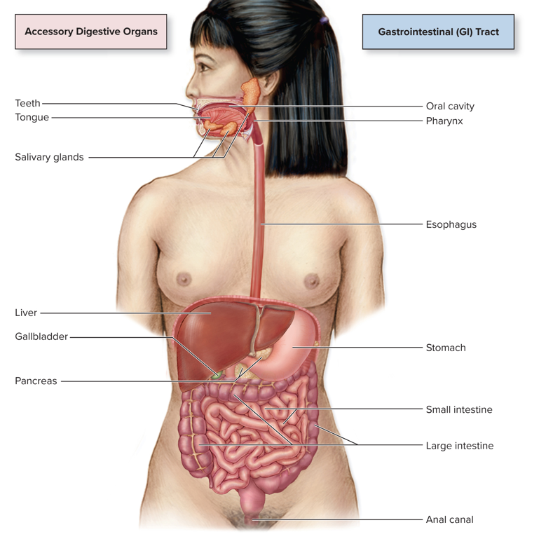 <ul><li><p>Teeth</p></li><li><p>Tongue</p></li><li><p>Salivary Glands</p></li><li><p>Liver</p></li><li><p>Gallbladder</p></li><li><p>Pancreas</p></li></ul><p></p>