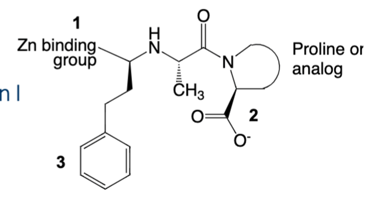 <p>• -prils; lots of them are prodrugs with the exception of lisinopril and captopril</p><p>• MOA: ACE inhibitors; Rampril is triphasic</p><p>• Structure: </p><p>1. Has a Zn binding moiety that is a Dicarboxylic acid or phosphonic acid or thiol</p><p>2. Carboxylic acid that mimics substrate C-terminus - proline analog that is usually a bulky bicyclic ring </p><p>3. Hydrophobic group to mimic Phe residue</p><p>• Indications: </p><p>- HTP</p><p>- Prevent of MACE in CCD patients with diabetes, HTN, renal disease, MI or LV dysfunction (LVEF < 40%) </p><p>• Precautions: ACE Escape via chymase, cathepsin, trypsin</p><p>• Contraindications: Pregnancy, Angioedema, bilateral artery stenosis</p><p>• Metabolism: </p><p>• AEs: Dry cough (more common in African Americans) and angioedema, acute renal failure, orthostatic hypotension, hyperkalemia, increase in SCr</p><p>• Drug Interactions: Do not use in combination with ARBs or direct renin inhibitor</p><p>• Monitoring: Check SCr and K within 2 weeks of starting and/or dose titration (30% increase in SCr is acceptable) </p>