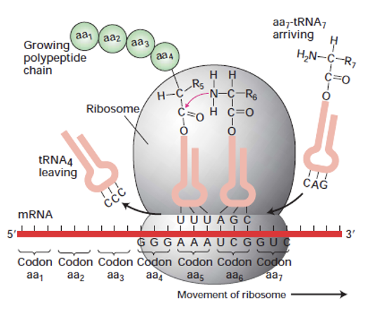 <p><span><strong>more than 1 codon for an aa</strong></span></p><p><span><strong>Quick history:</strong></span></p><ul><li><p><span>The idea of codons was first proposed by Crick and colleagues in 1961</span></p></li><li><p><span>Since a codon is three bases, there are 64 possible combinations of codons.&nbsp; Of the 64, 61 code for amino acids and 3 code for translation stop signals.&nbsp;</span></p></li><li><p><span>Since there are only 20 (actually 21) amino acids that means that many amino acids can be coded by several different codons, hence <strong>degeneracy</strong> or <strong>redundancy</strong> in the code (which helps to preserve the integrity of the code by being more resistant to single mutations.</span></p></li></ul><p></p>