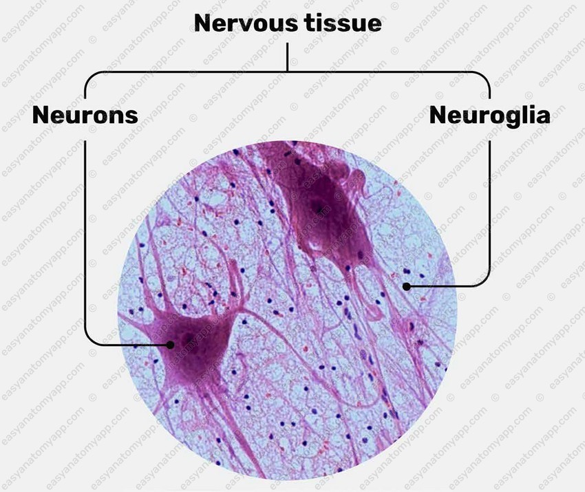 Supporting cells that protect, nourish, and support neurons.