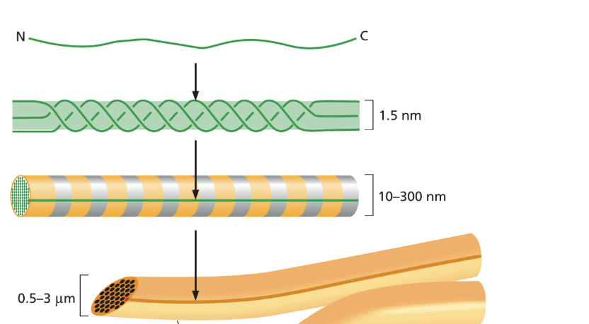<ul><li><p>Thin cables 10-300 nm in diameter and many micrometers long </p></li></ul><p></p>