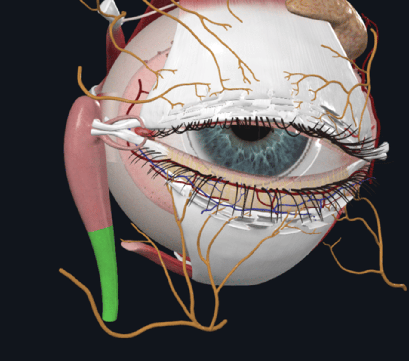 <p>What is the function of the nasolacrimal duct?</p>
