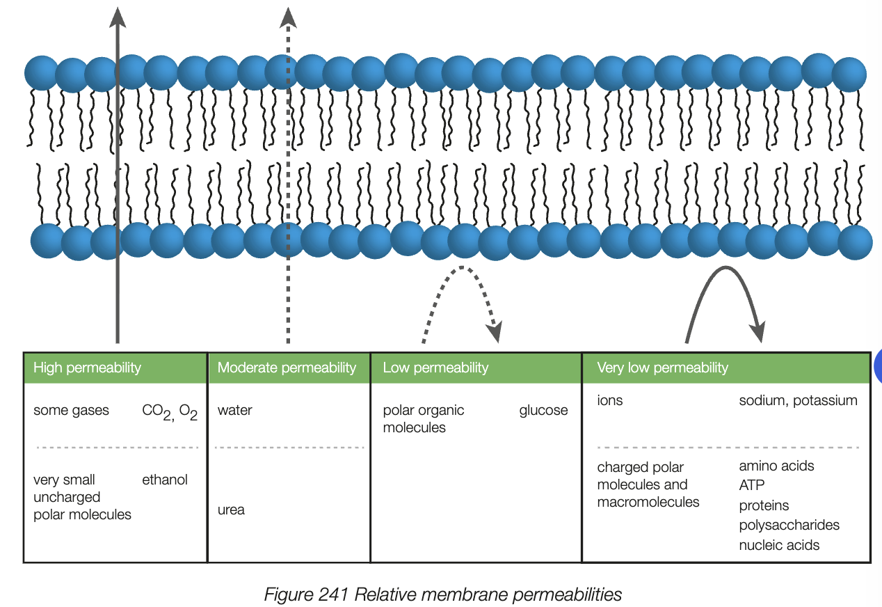 <ul><li><p>phospholipid bilayer with non-polar tails facing inwards (hydrophobic)</p></li><li><p>polar phosphate heads (hydrophilic) face outwards as well as on the inside surface of the membrane</p></li><li><p>semi-permeable</p></li><li><p>2 types of integral proteins assisting in moving molecules- channel and carrier</p></li><li><p>fluid-like properties - allows it to break and reform, enclose materials (e.g. proteins in vacuoles/vesicles for bulk transport</p></li></ul><p></p>