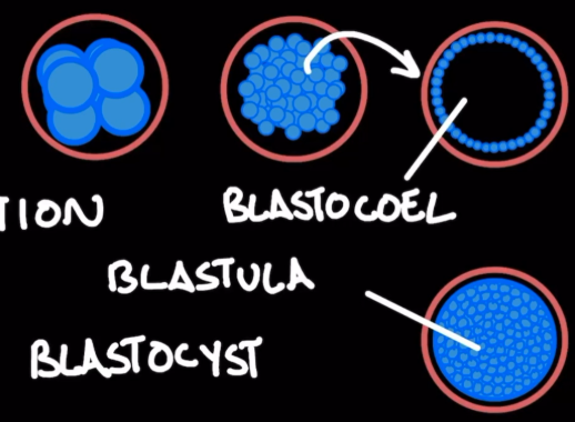 <p><span style="background-color: transparent;">Zygote → morula → blastula</span></p>