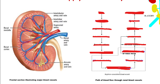 <p>Describe the blood supply and flow of the kidney</p>
