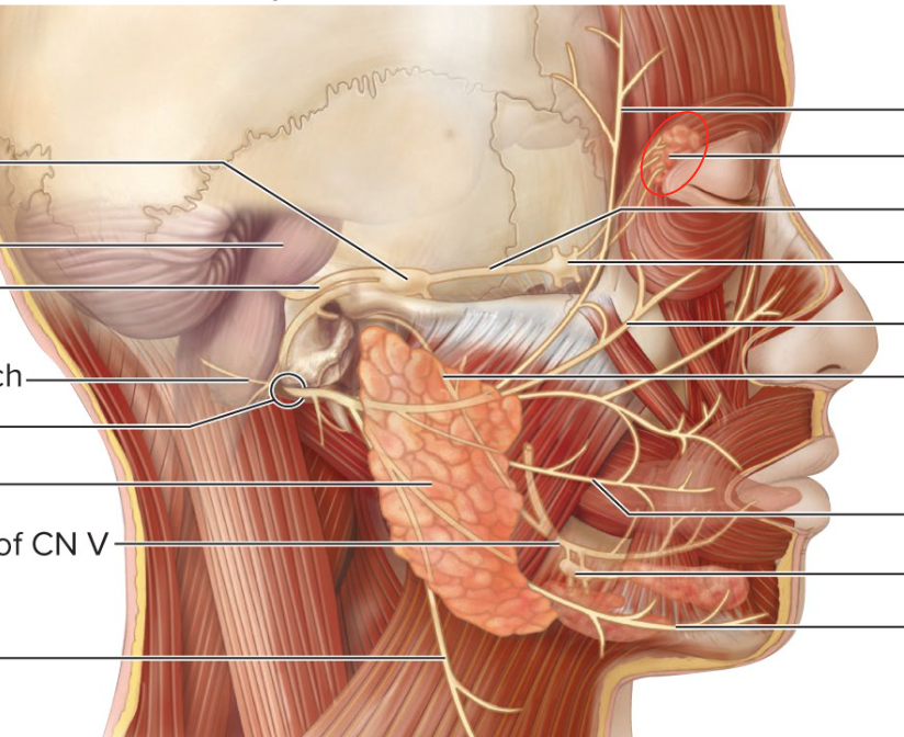 <p>produce tears</p>