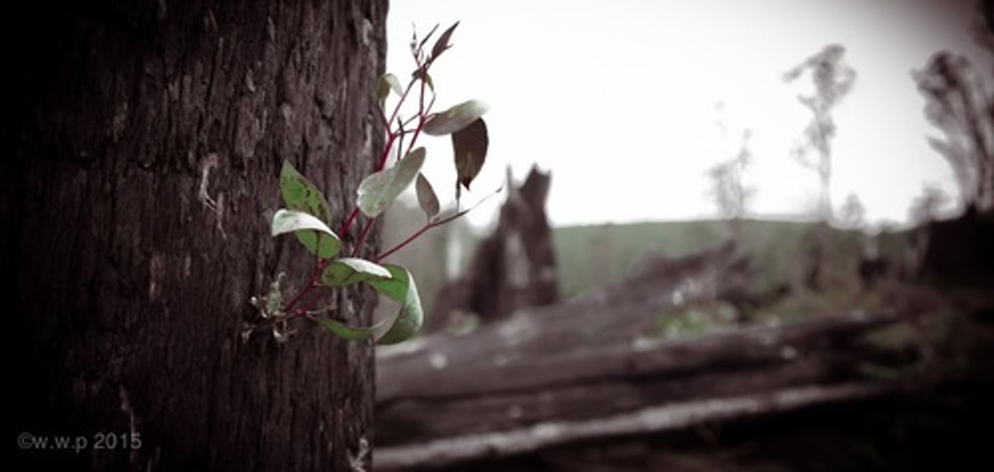 <p>life</p>