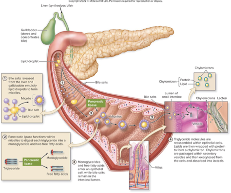 <ul><li><p><strong>Starts in stomach: </strong>lingual and gastric lipase</p></li><li><p><strong>Major digestion in small intestine: </strong>Bile emulsifies fats pancreatic lipase digests triglycerides</p></li></ul><p></p>