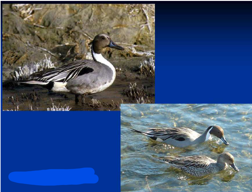 <p>Order Anseriformes<br>Family Anatidae<br>Subfamily Anatinae [Anatini; “dabbling”]<br>Northern Pintail</p>