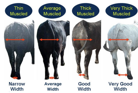 <ul><li><p>very think muscled in the rump</p></li><li><p>wide stance</p></li></ul><p></p>