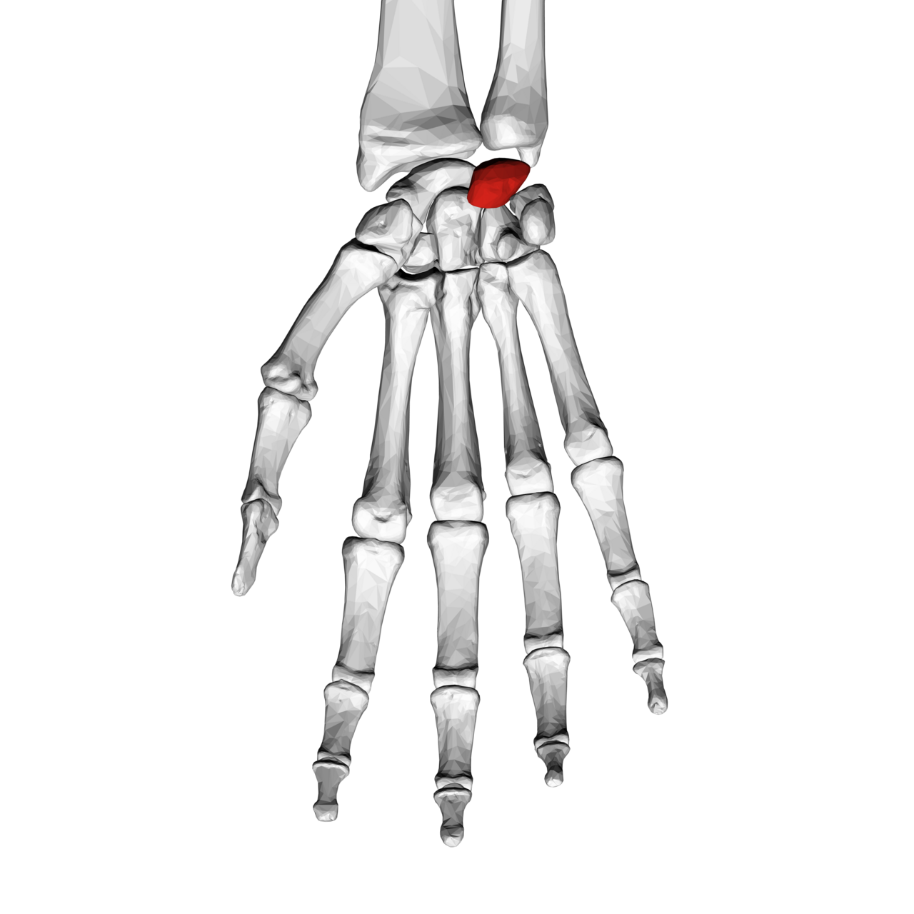 <p>Which carpal bone is this</p>